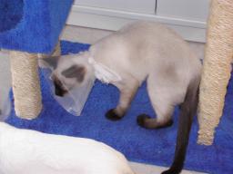 more kittens